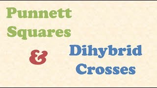 Punnett Squares and Dihybrid Crosses [upl. by Arria]