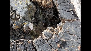 Catching Camponotus Pensylvanicus and Modoc queens during nuptial flights [upl. by Guthrie]