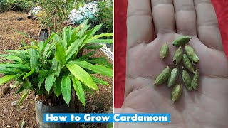 How to grow cardamom plant at home [upl. by Tsew553]