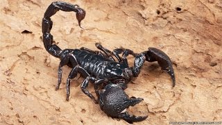 All about scorpions [upl. by Isadora]