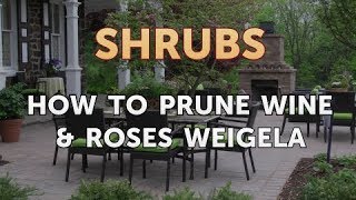 How to Prune Wine amp Roses Weigela [upl. by Myca]