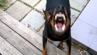 My barking Doberman [upl. by Dickerson]