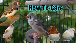 How To Care For Zebra Finches [upl. by Sipple]