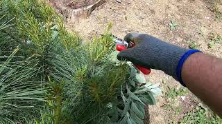 HOW TO Trim Spruce and Pines [upl. by Sivad]