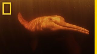 Pink River Dolphins  Untamed Americas [upl. by Zeitler23]