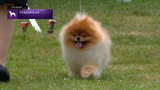 Pomeranians  Breed Judging 2022 [upl. by Cynde]