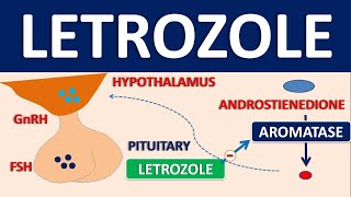 Letrozole  Mechanism side effects precautions and uses [upl. by Dnaltiac838]