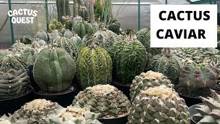 Learn how Jack cares for his Japanese and Thai hybrid Ariocarpus and Astrophytum cactus [upl. by Alice14]