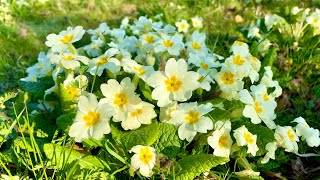 Primroses amp Why You Should Plant Some in YOUR Garden [upl. by Sillert577]