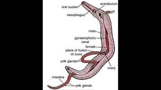 Schistosoma haematobium [upl. by Jump980]