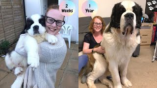 Saint Bernard Puppy growing up Timelapse  St Bernard dog  Saint Bernard Puppy to Adult [upl. by Kere]