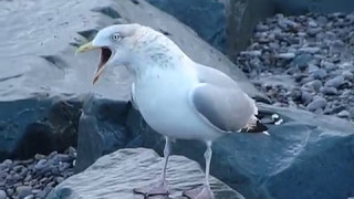 Herring Gull calling [upl. by Wolfort]