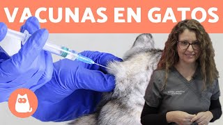 VACUNAR GATOS ¿Cómo y Cada Cuánto 🐱 Consejos Veterinarios [upl. by Jaban]