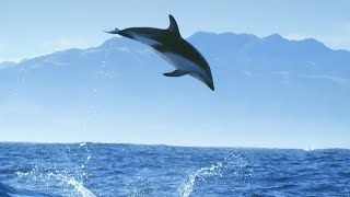 Incredible Dolphin Moments  BBC Earth [upl. by Eidoow]