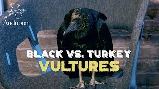 Black vs Turkey Vultures [upl. by Wrand428]