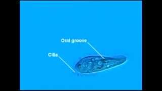 Paramecium Cilia [upl. by Yatnwahs866]