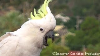 Angry Cockatoo Headbangs and Shrieks [upl. by Yrro]