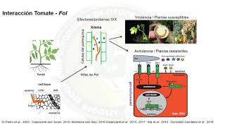 Fusarium oxysporum  PhD Jaime Simbaqueba [upl. by Ara252]