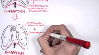 Mechanism of Breathing [upl. by Lyudmila]