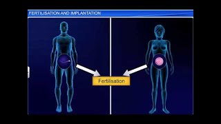 CBSE Class 12 Biology Human Reproduction – 4 Fertilization and Implantation [upl. by Ainoek]