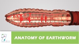 Anatomy Of Earthworm [upl. by Leirbma340]