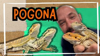 POGONA [upl. by Thinia]