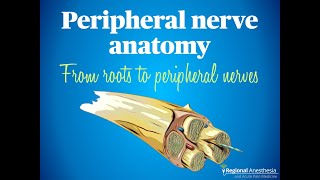 Peripheral Nerve Anatomy From Roots to Peripheral Nerves [upl. by Clywd]