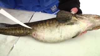 How to catch clean amp cook eelpout [upl. by Ronyar]