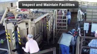 Beef Cattle Handling Facilities Basic Components [upl. by Aros]