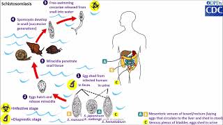 Schistosoma spp life cycle [upl. by Riggins195]