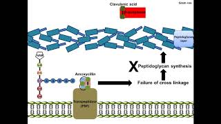 Amoxycillin  Mechanism of Action [upl. by Rattray]