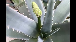 Las flores comestibles del aloe vera  Cómo consumirlas  RECETA [upl. by Yerocaj]