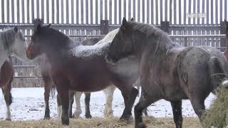 North American Horse Meat  Cruel Production and Endless Suffering [upl. by Akienahs]