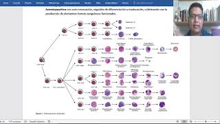 HEMATOPOYESIS [upl. by Fernando919]