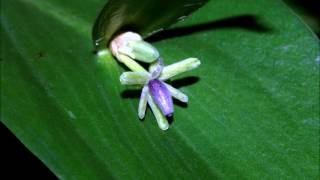 ruscus hypoglossum [upl. by Nessej807]