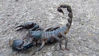 😱 Giant Black Scorpion  Wildlife Thailand 😨 [upl. by Friday133]