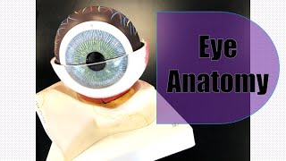 Eye Anatomy [upl. by Culosio]