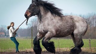 12 LARGEST Horse Breeds In The World [upl. by Kieryt]