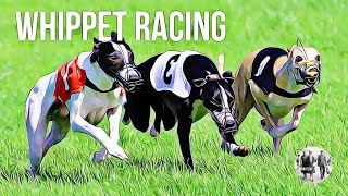 Whippet Racing [upl. by Adaiha]