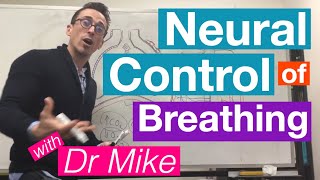 Neural Control of Breathing  Respiratory System [upl. by Bridgid]