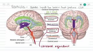 Intracranial Hemorrhage EpiduralSubduralSubarachnoid overview [upl. by Salesin]