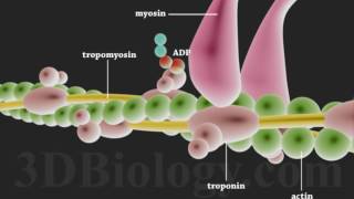 Muscle Contraction 3D [upl. by Llaccm]