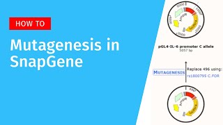 Primer Directed Mutagenesis in SnapGene [upl. by Chiquia]