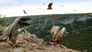 Griffon Vultures Depend on the Sun to Fly Why [upl. by Charlotte]