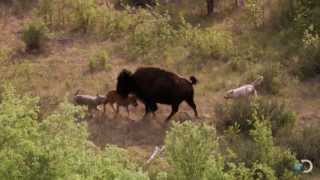 Bison and Her Calf Battle Wolves  North America [upl. by Ecinert]