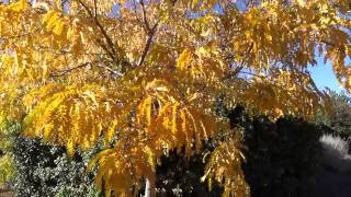 Sunburst Honeylocust in Fall Color [upl. by Dewie]