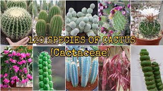 120 SPECIES OF CACTUS Cactaceae [upl. by Yliab]