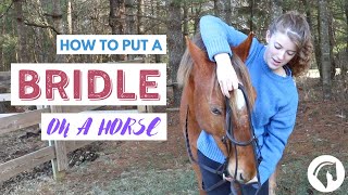 How to Put a Bridle On a Horse English [upl. by Lednor416]