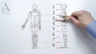 Human Figure Proportions  Anatomy Master Class [upl. by Cronin]