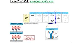 B Cell Development [upl. by Marrin]